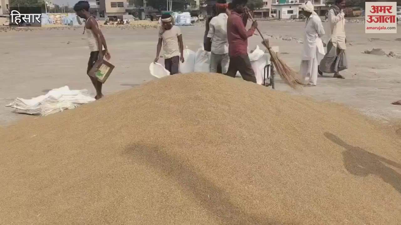 Government agencies are not purchasing millet in Hisar, which is selling for Rs 900 per quintal less than the MSP.