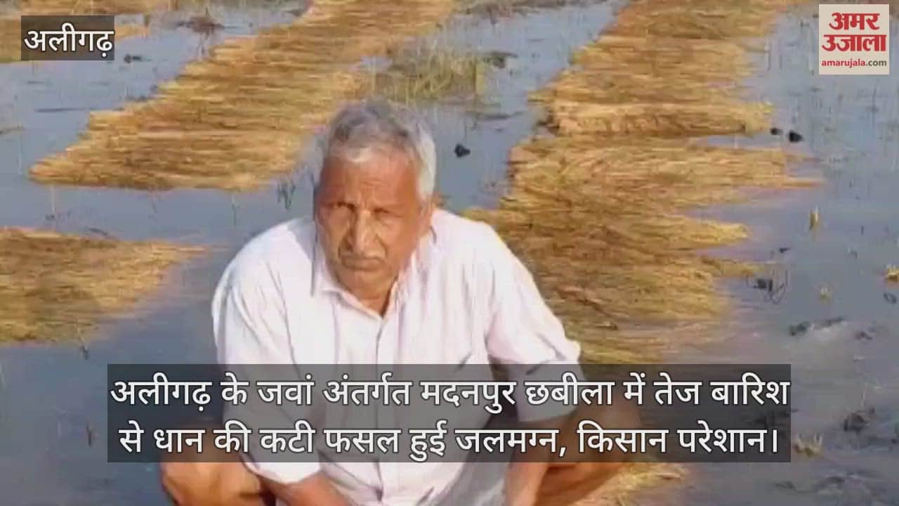 अलीगढ़ के जवां अंतर्गत मदनपुर छबीला में तेज बारिश से धान की कटी फसल हुई जलमग्न, किसान परेशान