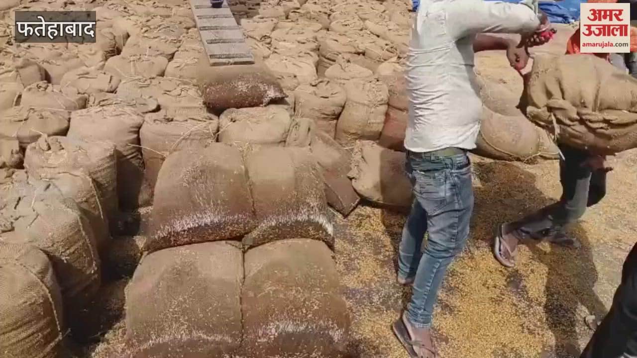 Lifting of wet paddy bags continues in Fatehabad, farmers' crops not purchased