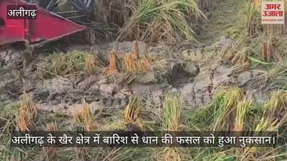 अलीगढ़ के खैर क्षेत्र में बारिश से धान की फसल को हुआ नुकसान
