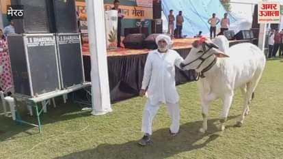 Meerut: Animals dazzled at the ramp walk, with cows and buffaloes garnering a lot of applause.