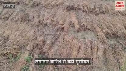 कानपुर: साढ़ इलाके में धान की कटी फसल बर्बाद, बारिश से भीगे गट्ठर…किसानों का नुकसान तय