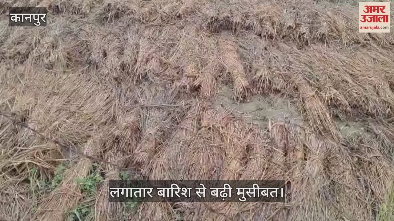 कानपुर: साढ़ इलाके में धान की कटी फसल बर्बाद, बारिश से भीगे गट्ठर…किसानों का नुकसान तय