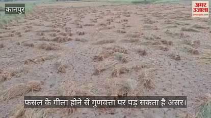 कानपुर: भीतरगांव इलाके में बारिश से धान की कटाई रुकी, कटी फसल खेतों में फंसी…किसान चिंतित