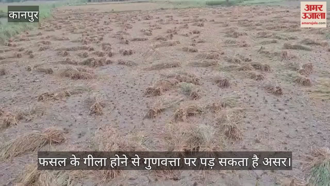 कानपुर: भीतरगांव इलाके में बारिश से धान की कटाई रुकी, कटी फसल खेतों में फंसी…किसान चिंतित