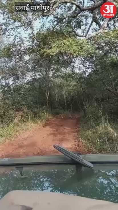 Sawai Madhopur News: Mother-daughter tigers clash in territorial battle, Tigress T-124 defeats daughter Meera