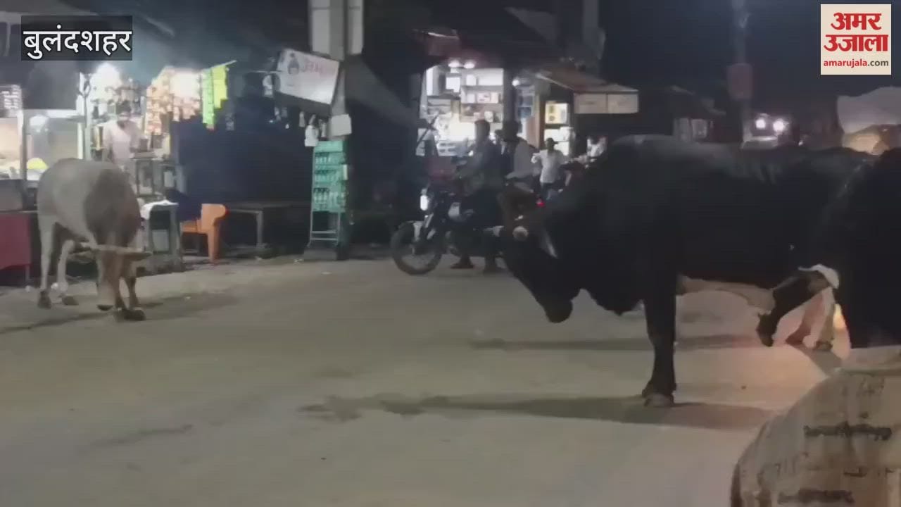 bulls clash in aligarh chauraha at bulandshahr market