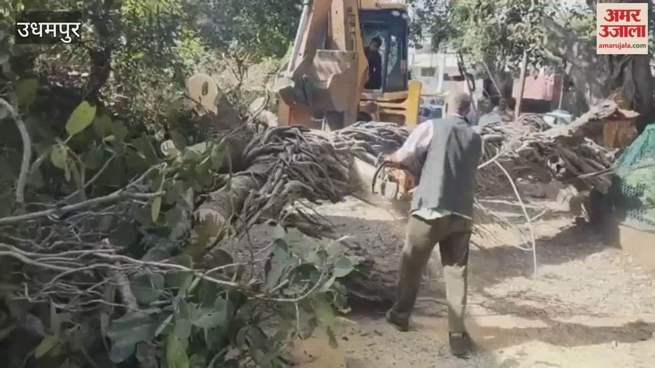 A huge banyan tree fell in Udhampur