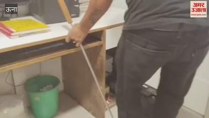 Una Poisonous snake enters car showroom panic ensues