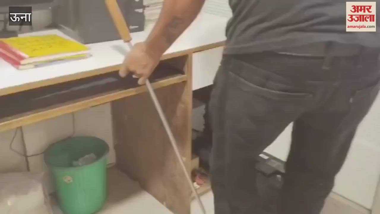 Una Poisonous snake enters car showroom panic ensues