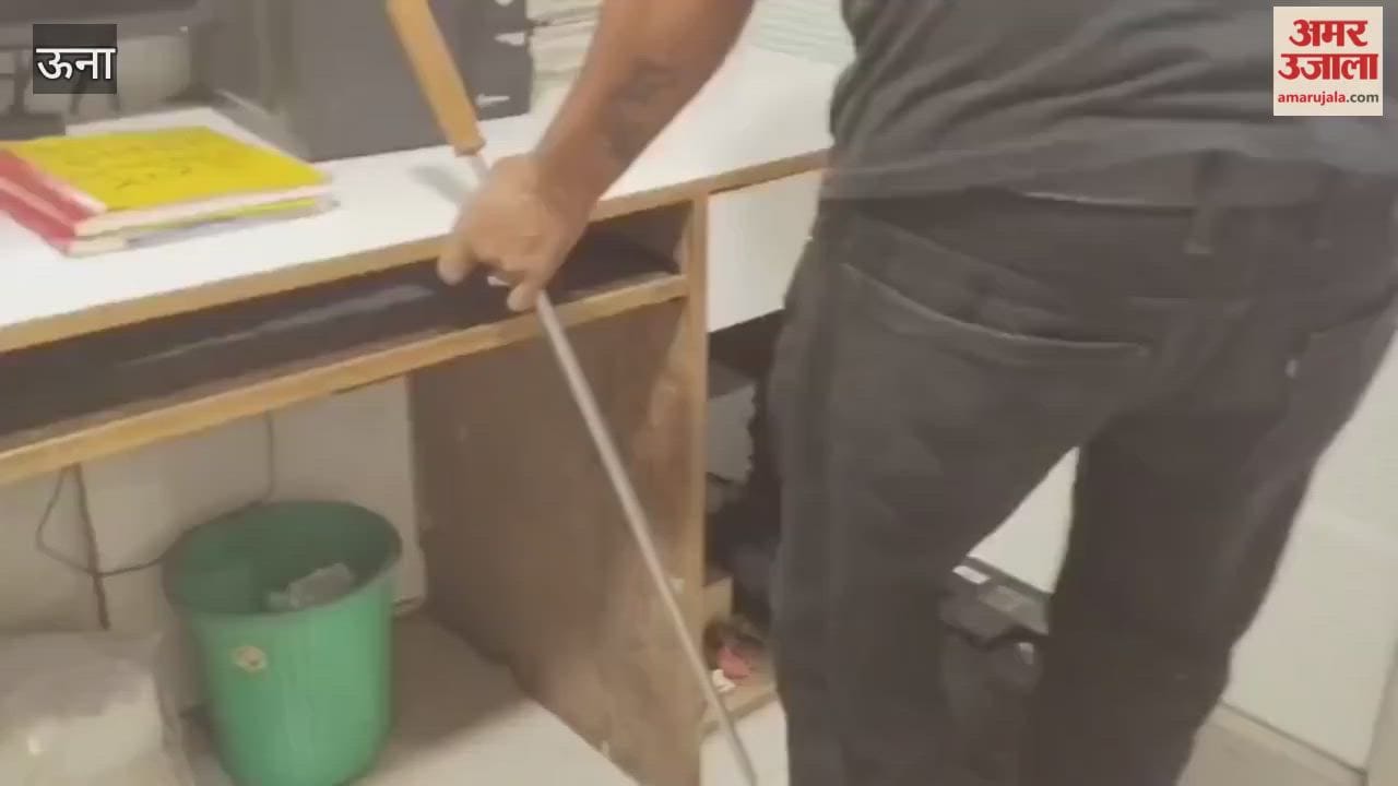 Una Poisonous snake enters car showroom panic ensues