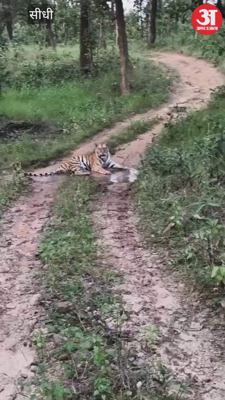 A tiger blocked a tourist vehicle in Sanjay Tiger Reserve and performed a 'morning show'