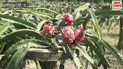 Hamirpur Rajendra of Paplah created a dragon fruit garden planting 864 saplings on five canals of land