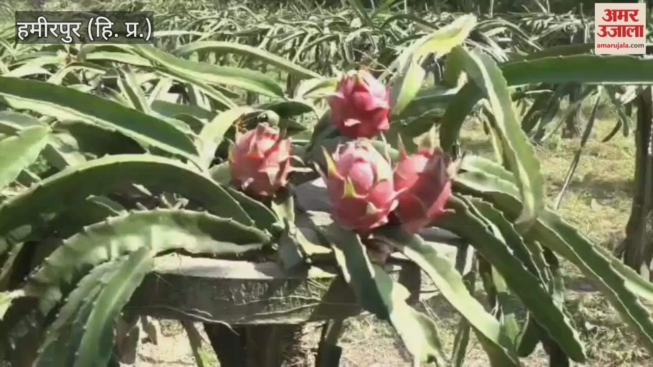 Hamirpur Rajendra of Paplah created a dragon fruit garden planting 864 saplings on five canals of land