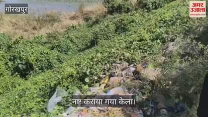 Four quintals of adulterated bananas recovered, used to ripen them with chemicals