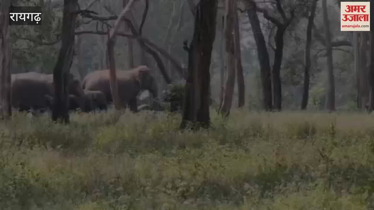 Wild elephants wreak havoc in Raigarh damaging crops of 83 farmers
