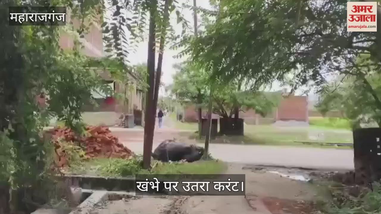 A buffalo dies after being electrocuted in an iron pipe - a major accident averted
