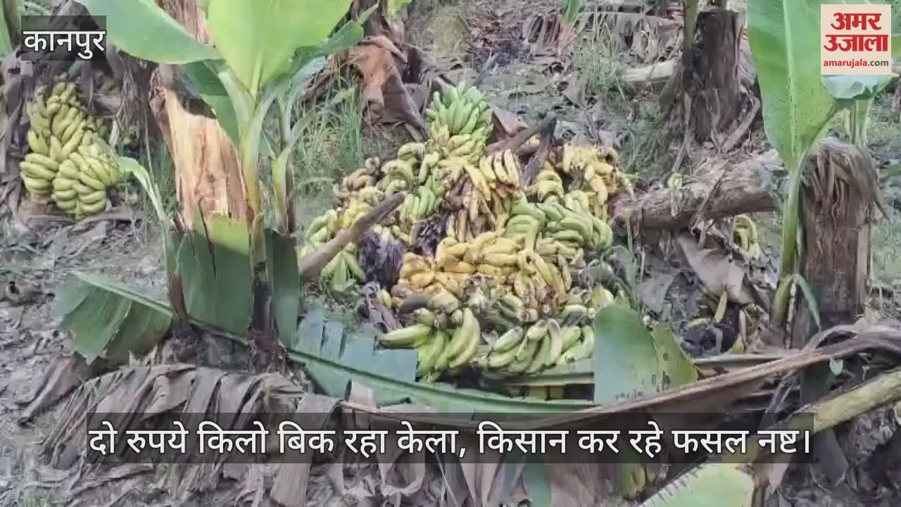 कानपुर: मेहनत पर फिरा पानी, केले के दाम दो रुपये प्रति किलो, किसानों ने खेतों में नष्ट की फसल