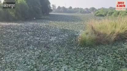 High water chestnut yields have caused market prices to plummet