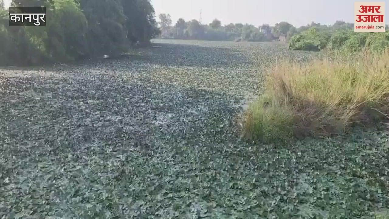 High water chestnut yields have caused market prices to plummet