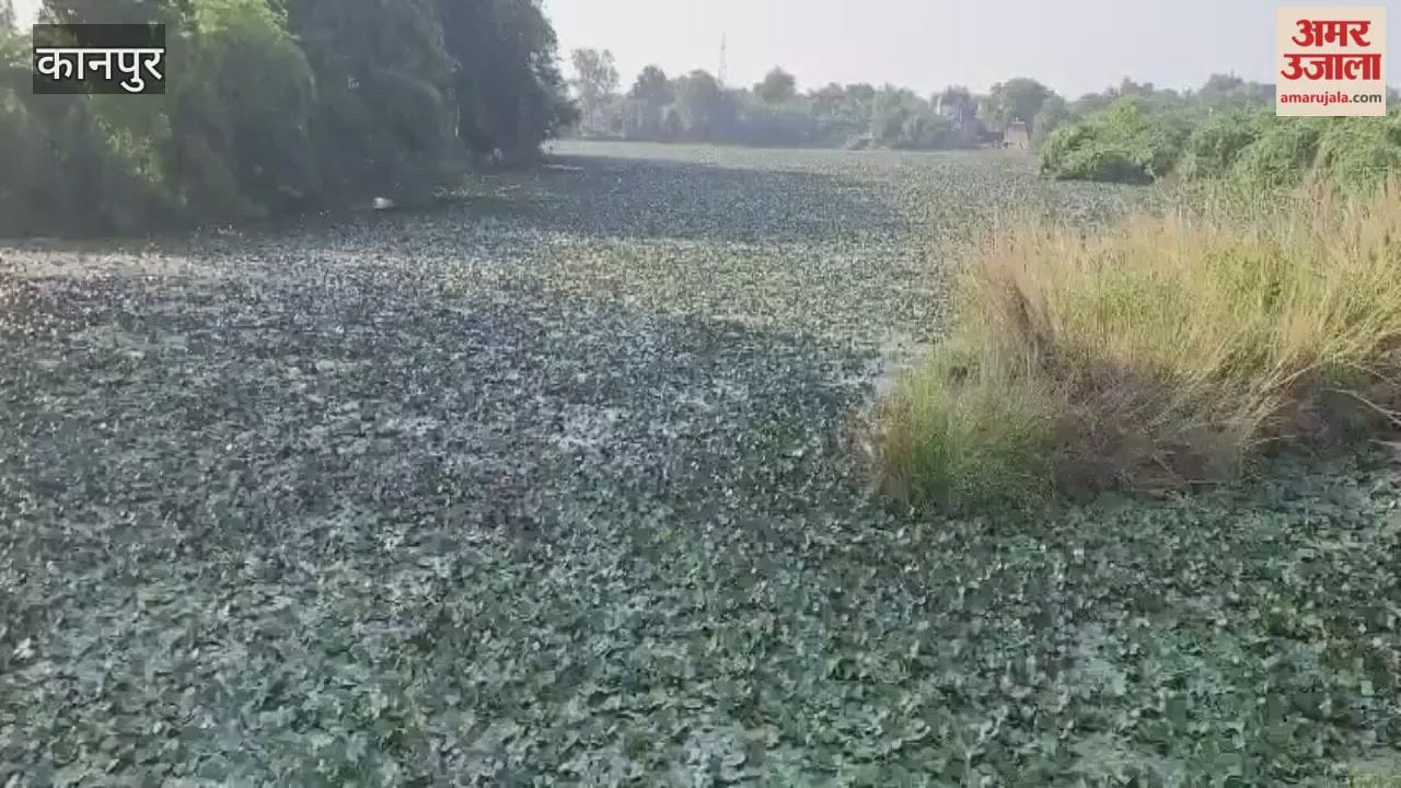 High water chestnut yields have caused market prices to plummet