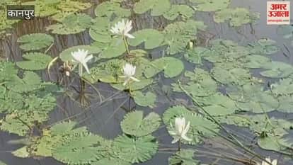 Blooming aquatic flowers are enhancing the beauty of ponds