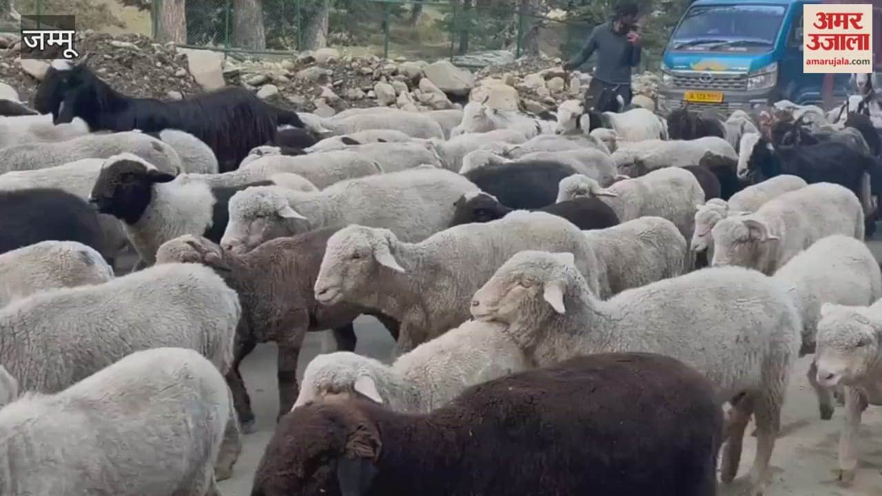 Unseasonal Weather Forces Nomads to Return Early to Pir Panjal