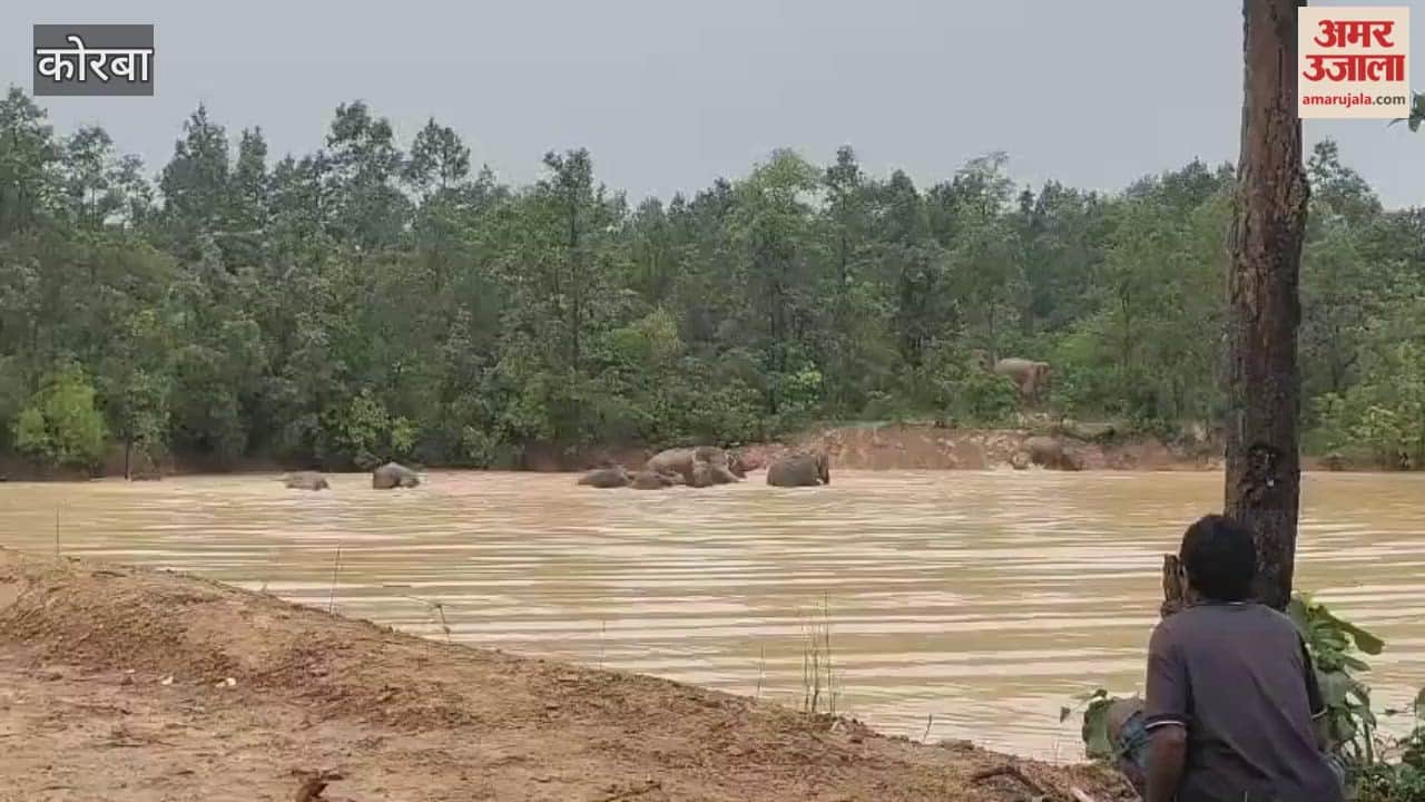 A herd of elephants in the forests between Rampur and Kartala in the Kartala range of Korba