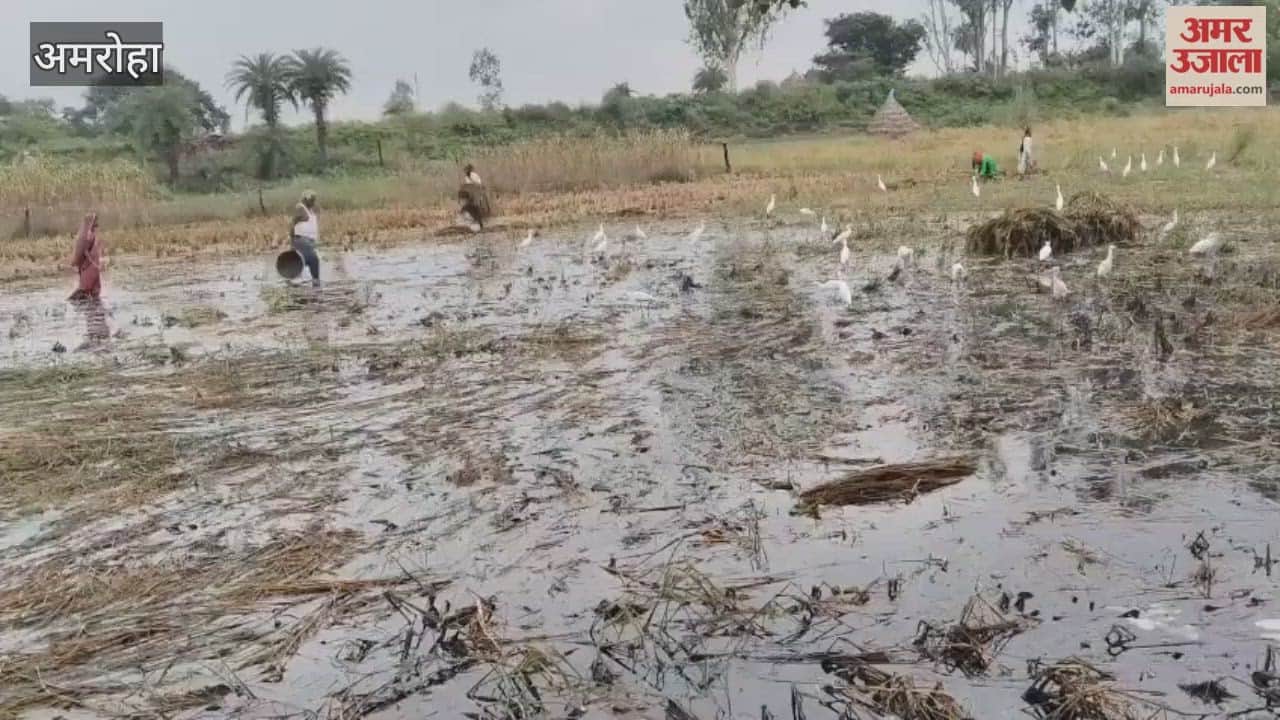 Rain, floods destroy crops, farmers upset