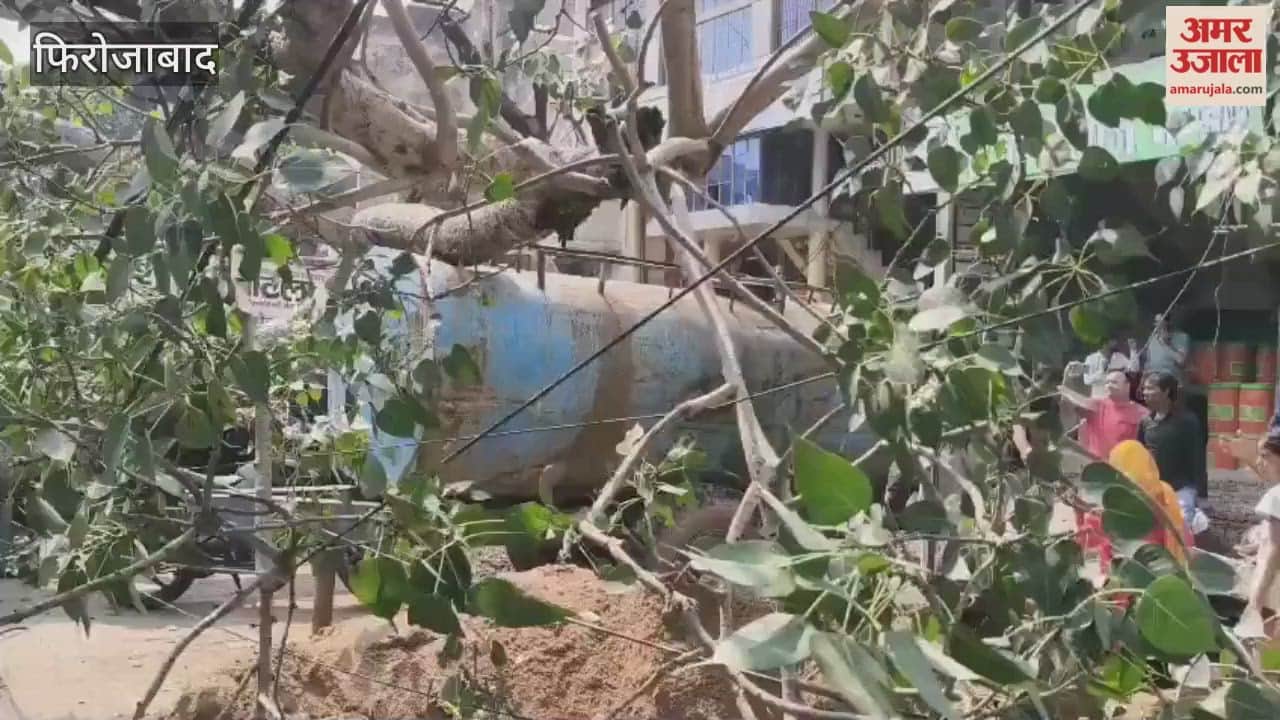 Peepal Tree Uprooted During Drain Construction on Etah Road,