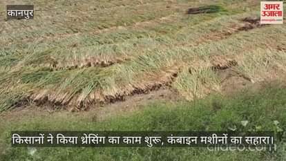 कानपुर: बिल्हौर में आलू बुवाई के लिए युद्ध स्तर पर धान कटाई, खेतों में दिन-रात हो रहा काम
