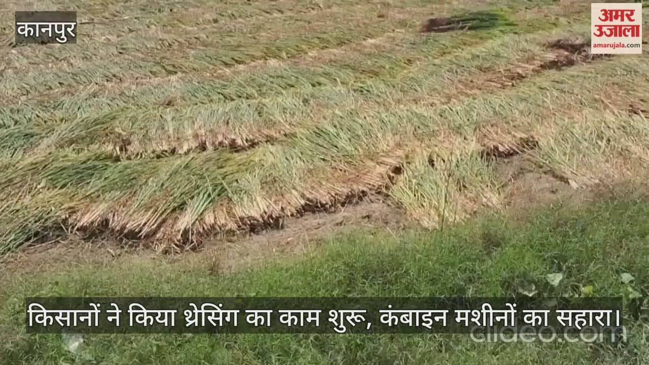कानपुर: बिल्हौर में आलू बुवाई के लिए युद्ध स्तर पर धान कटाई, खेतों में दिन-रात हो रहा काम