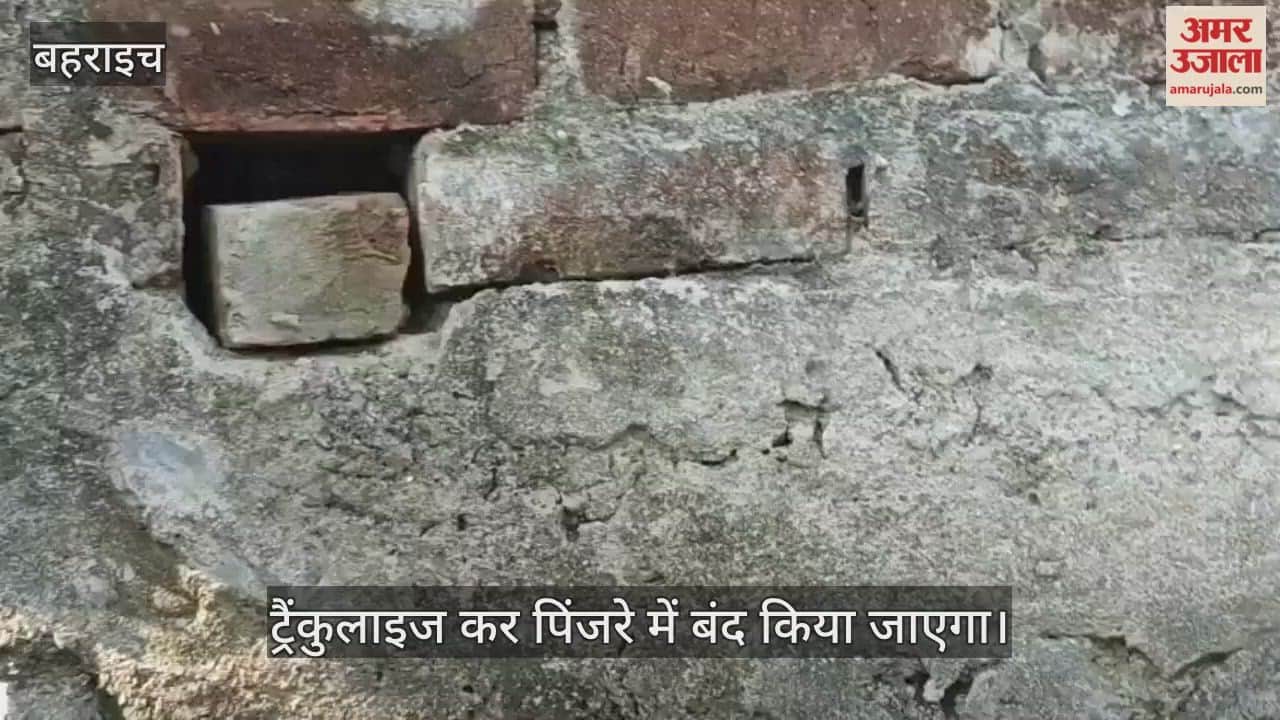 VIDEO: घर में कैद हुआ तेंदुआ, डीएफओ बोले- ट्रैंकुलाइज कर पिंजरे में बंद किया जाएगा