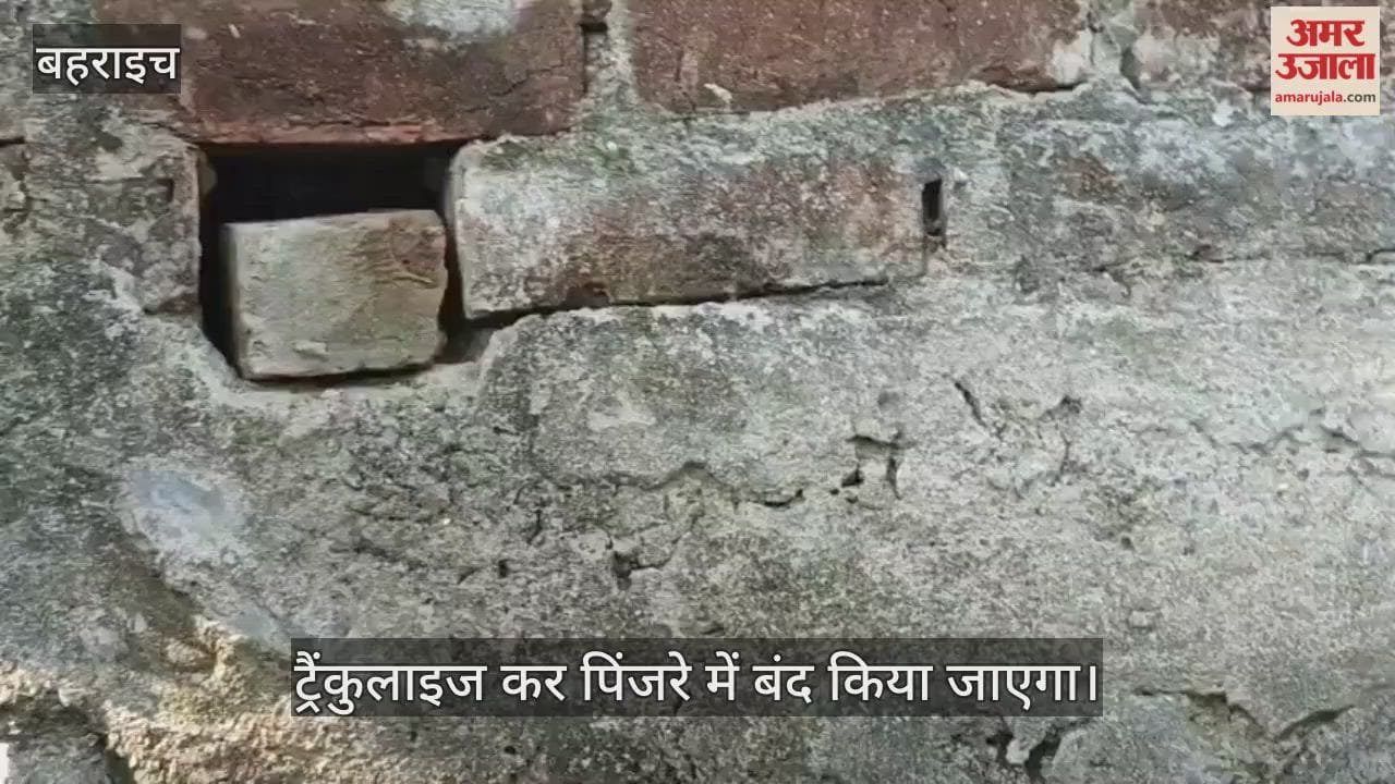 VIDEO: घर में कैद हुआ तेंदुआ, डीएफओ बोले- ट्रैंकुलाइज कर पिंजरे में बंद किया जाएगा