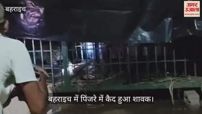 Video : बहराइच में पिंजरे में कैद हुआ शावक
