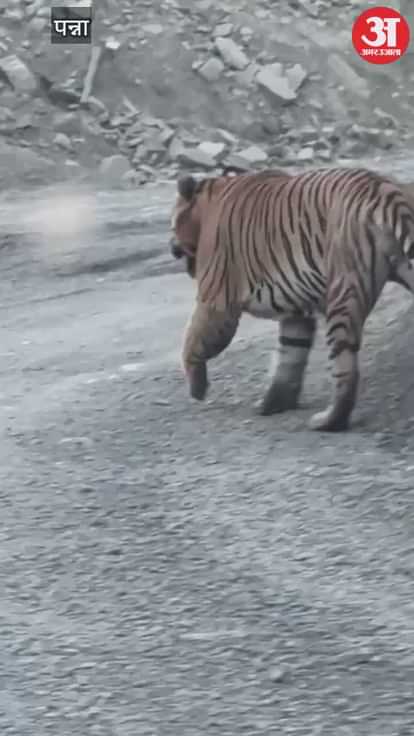 Tiger attacks NMDC diamond mining area in Panna, workers panicked