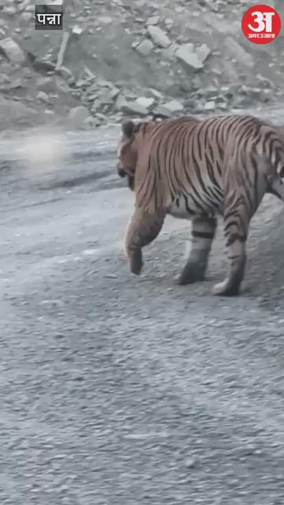 Tiger attacks NMDC diamond mining area in Panna, workers panicked