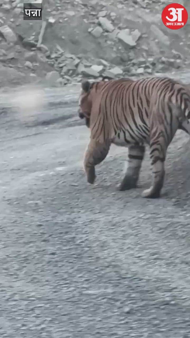 Tiger attacks NMDC diamond mining area in Panna, workers panicked