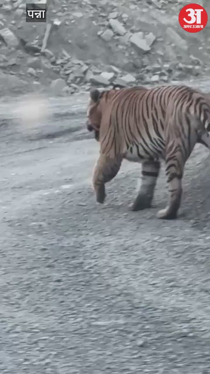 Tiger attacks NMDC diamond mining area in Panna, workers panicked