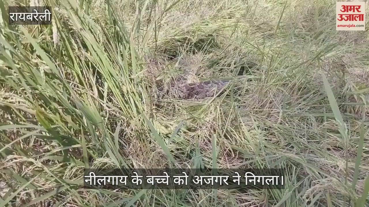Video : नीलगाय के बच्चे को अजगर ने निगला