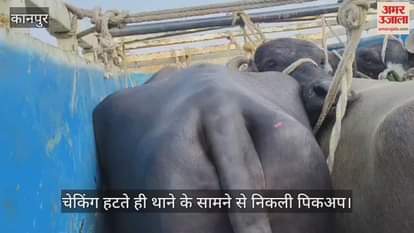कानपुर: भीतरगांव में पिकअप में क्रूरतापूर्वक ठूंसकर ले जाए जा रहे मवेशी
