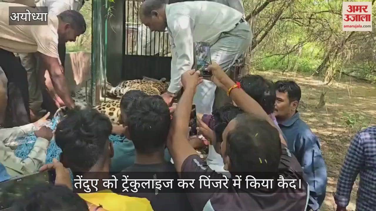 VIDEO: अयोध्या के छावनी क्षेत्र के ट्रैप में फंसे तेंदुए को ट्रेंकुलाइज कर पिंजरे में किया कैद