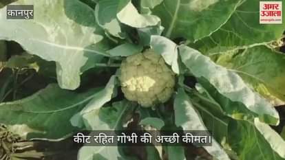 कानपुर: फूलगोभी की अगेती फसल से किसान खुश, बाजार में मिल रहे हैं अच्छे दाम