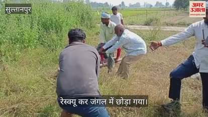 VIDEO: दुकान के बगल मिला 12 फीट का चित्ता प्रजाति का अजगर, वन विभाग ने किया रेस्क्यू