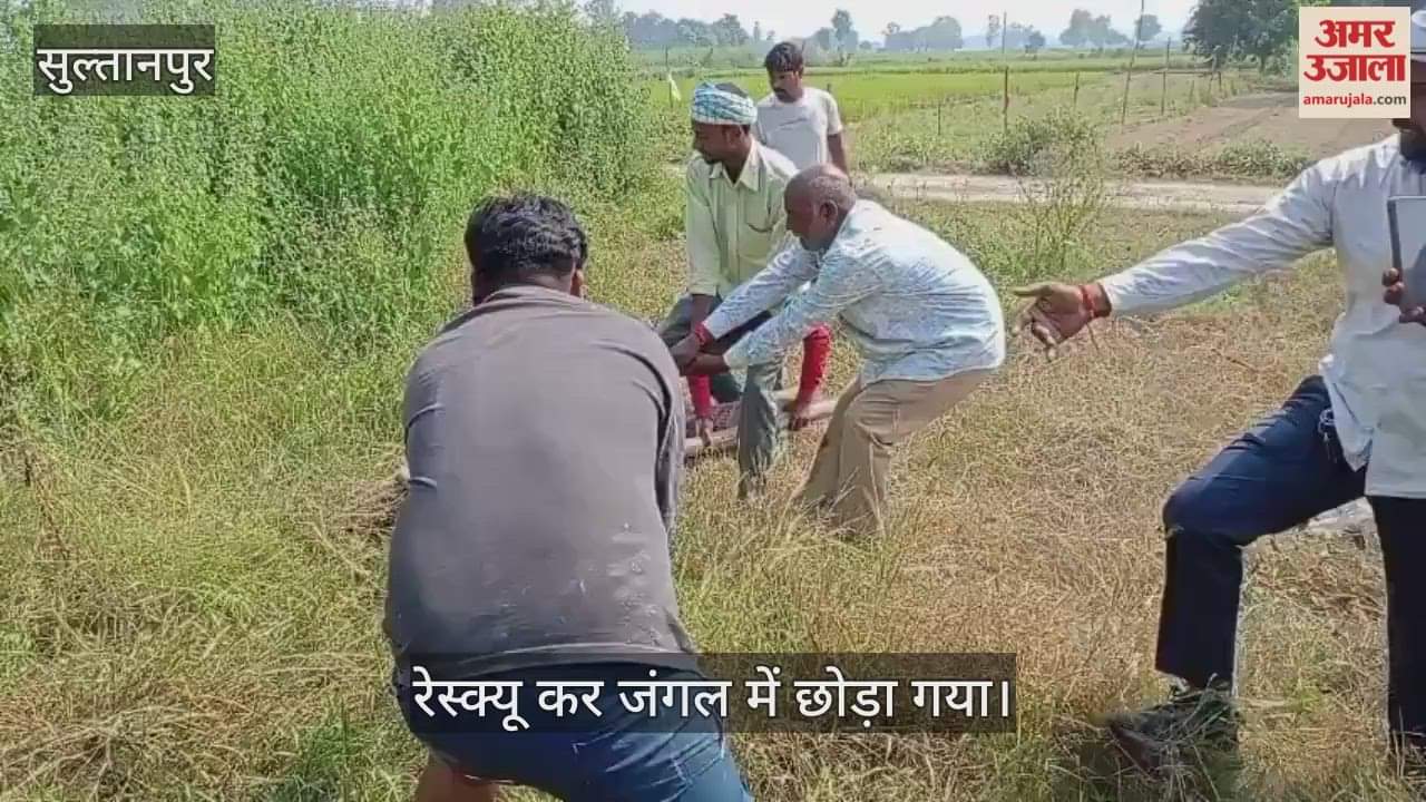 VIDEO: दुकान के बगल मिला 12 फीट का चित्ता प्रजाति का अजगर, वन विभाग ने किया रेस्क्यू