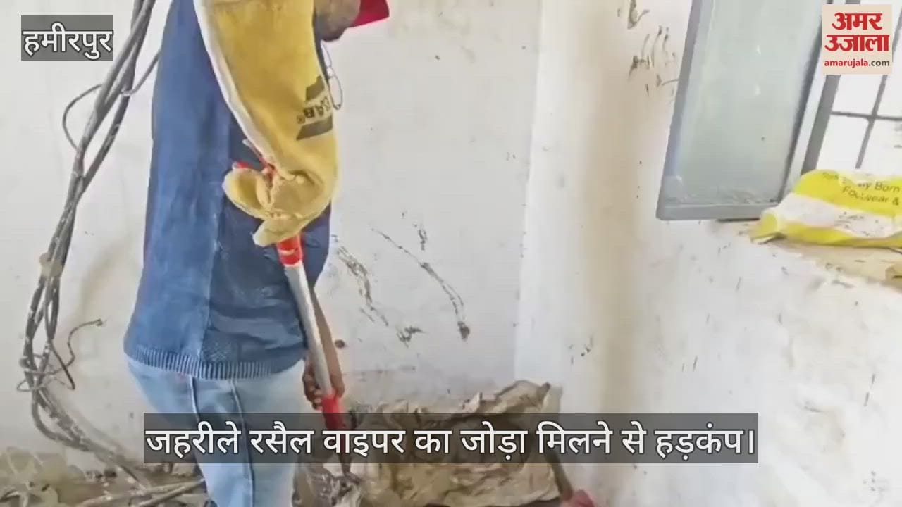 हमीरपुर: सरकारी नलकूप में मिला रसैल वाइपर का जोड़ा, सर्प मित्र ने रेस्क्यू कर जंगल में छोड़ा