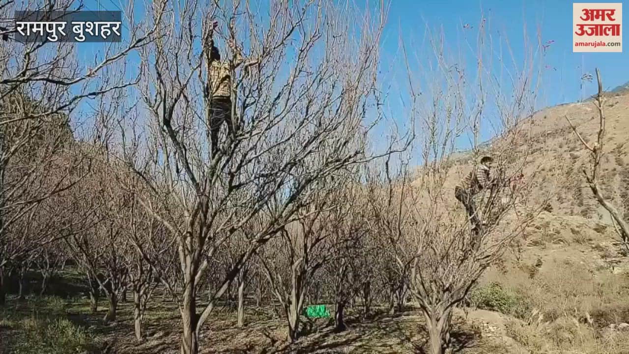 Rampur Bushahr Gardeners engaged in pruning plum trees