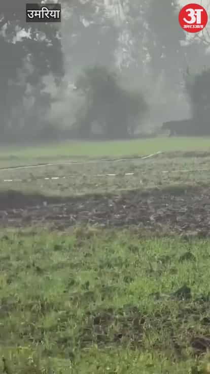 Tiger Enters House in Beldi Village