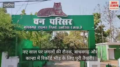 MP News: Bandhavgarh and Kanha Tiger Reserves are bustling with tourists on New Year's Day.