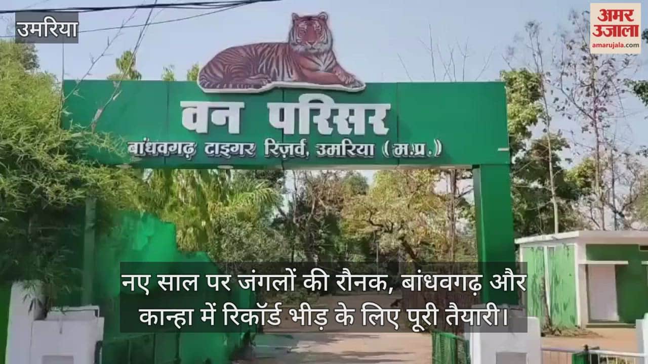 MP News: Bandhavgarh and Kanha Tiger Reserves are bustling with tourists on New Year's Day.